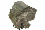 Fossil Sauropod Sacrum Bone Section with Metal Stand - Colorado #350612-2